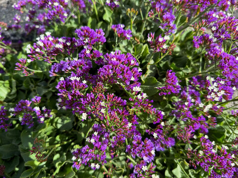 Beautiful blooming vibrant purple pink Limonium macrophyllum decorative flowers close up, floral wallpaper background with purple limonium
