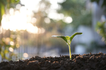 small growing sprout, backyard home garden