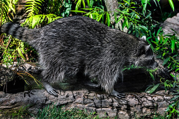 Racoon at watering pool . Latin name - Procyon lotor	