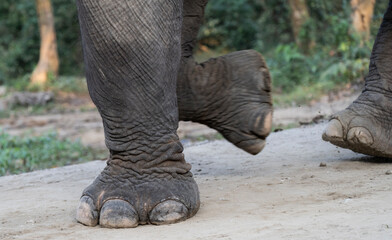 Asian elephant walking on road