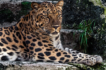 Amur leopard on the stairs. Latin name - Panthera pardus orientalis	