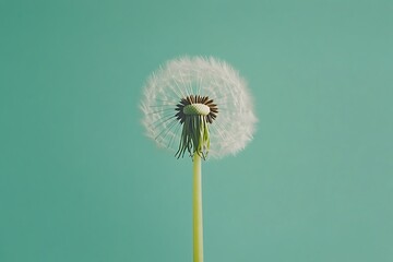 Fototapeta premium Close-up of dandelion seeds in the wind, with a light blue and green summer background