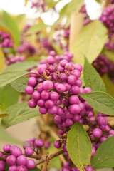 Vibrant Purple Berries on a Beatyberry shrub, Callicarpa Branch