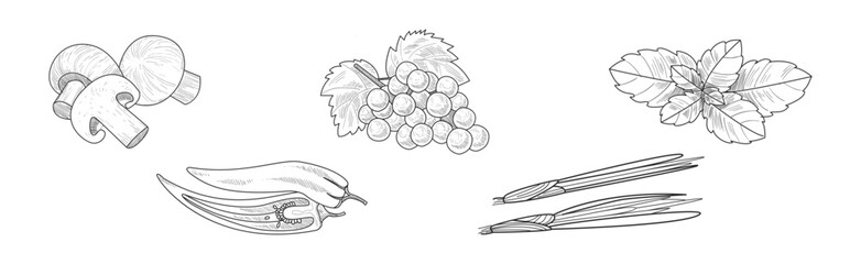 Sketch Fruit and Vegetables as Garden Crop Harvest Vector Set