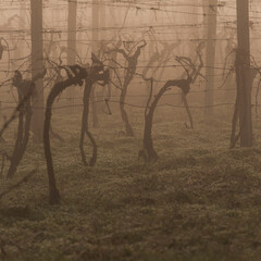 Shot of a vineyard in early spring