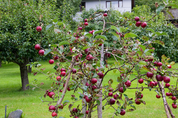 A vibrant apple tree laden with red apples stands in a well-kept garden, with a green lawn and a distant house, perfect for harvest, nature, and rural living themes.