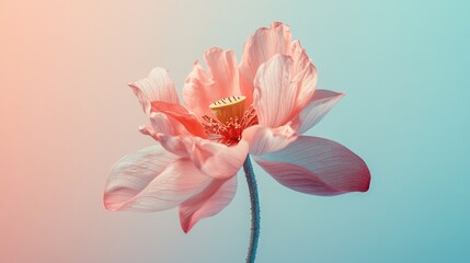 Soft pink lotus flower on a pastel gradient background, showcasing its delicate petals in full bloom.