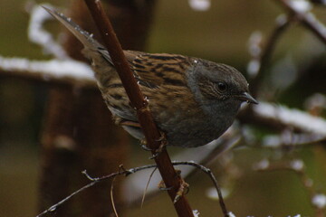 Sparrow perched on branch in snow