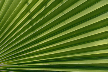 Natural geometric patterns of green palm leaves radiating in the sunlight during a warm afternoon