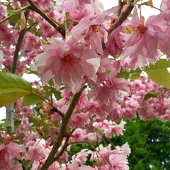 pink cherry blossoms