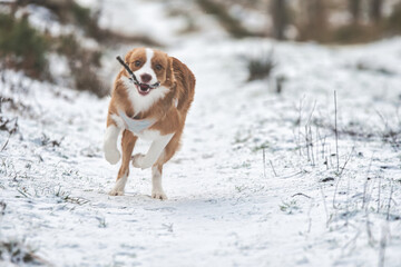 dog in snow