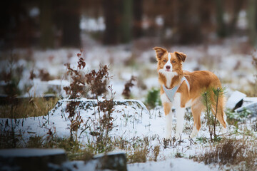 dog running in the snow