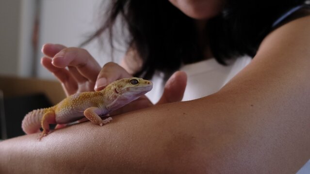 A close-up of hands cradling a leopard gecko with care. Exotic pets remind us of nature s diversity and the responsibility of proper animal care.