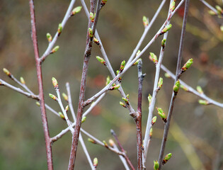 Buds swelled on the tree in spring