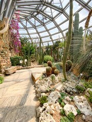 Indoor Desert Sanctuary with Vibrant Cacti