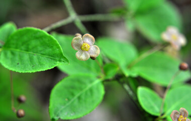 Ornamental plant Euonymus verrucosus blooms in nature