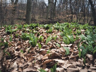 A close-up view of wild garlic plants (Allium ursinum) emerging through dried leaves in a forest. The fresh green shoots contrast with the brown leaf litter in early spring.