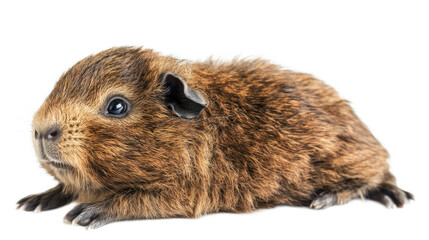 Fototapeta premium Cute and Adorable Brown Guinea Pig Laying Down on White Background, Perfect for Pet Lovers, Animal Enthusiasts, and Children's Book Illustrations