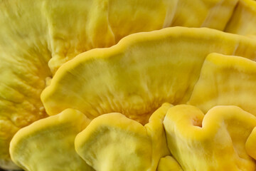 Laetiporus sulphureus