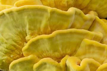 Laetiporus sulphureus