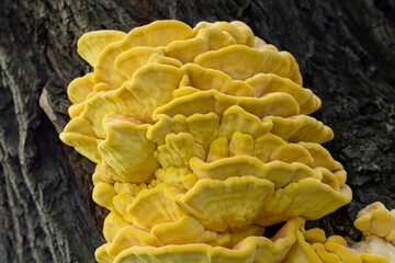 Laetiporus sulphureus
