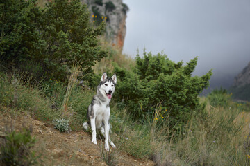 A Siberian Husky stands confidently among lush greenery, framed by natural surroundings. The dog upright ears and focused gaze emphasize its alert and adventurous nature.
