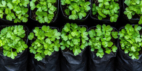 Young green plants growing from black bags in row. Field, land, planting seedlings, transplanting plants  