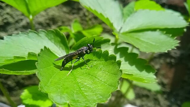 Black soldier fly (Hermetia illucens) on a green leaf.