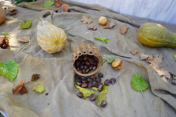 A Cretan woven handmade basket draped over sackcloth decorated with leaves, pomegranates and pumpkins with chestnuts that roll across the cloth - Beautiful autumnal background