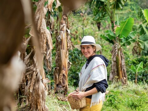 A Tourist Collecting Ripe Coffee Beans Among Lush Green Plants At A Picturesque Coffee Plantation In Eje Cafetero, Colombia