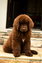 Fototapeta premium Newfoundland dog on grass