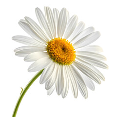 Naklejka premium Close-up of a beautiful white daisy against