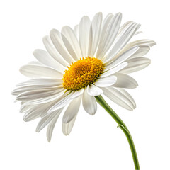 Naklejka premium Close-up of a beautiful white daisy against