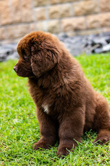 
Newfoundland puppy dog on grass