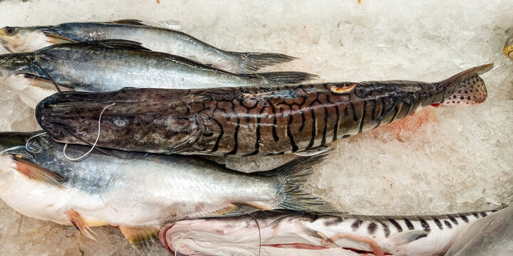 Fish with striped skin and scientific name: Pseudoplatystoma corruscans preserved in ice, called Surubin in Brazil