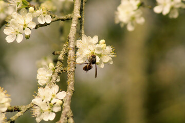 Frelon asiatique butinant une fleur