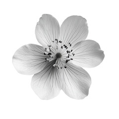 Obraz premium Silverweed wild flower in black and white color on transparent background