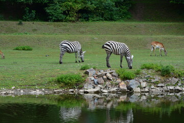 At the Pilsen Zoo