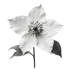 Obraz premium Wild Clematis wild flower in black and white color on transparent background