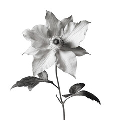 Obraz premium Wild Columbine wild flower in black and white color on transparent background