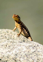 Calango or black gecko, Tropidurus hispidus, coming out from behind a rock, species of lizard of the genus Tropidurus northeast of Brazil.
