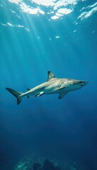 Obraz premium Large shark swimming alone on a clear blue ocean background, predator, fish