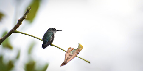 The Winter Mode of Hummingbird  © Ricardo