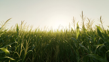 A vast cornfield with tall green stalks swaying slightly under a clear sky, the sunlight highlighting the plants&rsquo; textures 