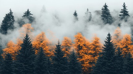 Misty autumn forest with golden larches.