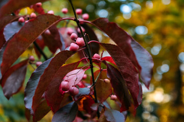 Euonymus carnosus (Fleshy Spindle) Branch with Pink Berries and Autumn Leaves