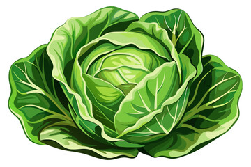 cabbage isolated on white background