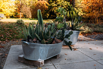 A vibrant arrangement of succulents and cacti displayed in galvanized metal tubs, set against a...