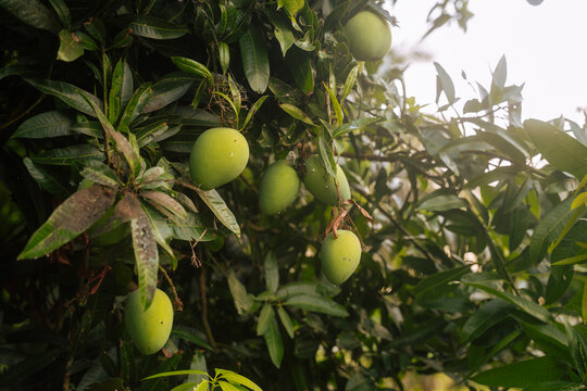 Green Mangoes Cluster in a Sunlit Orchard