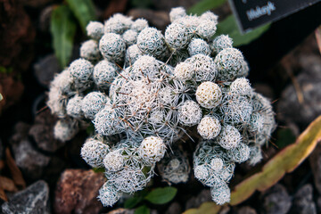A detailed view of Mammillaria vetula, also known as the Thimble Cactus, showcasing its dense white...